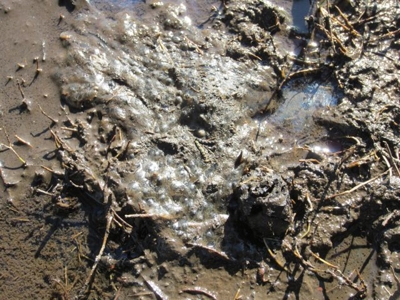 Laguna Salada Egg Mass 2 Laguna Salada Egg Mass 2