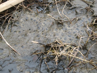 Desiccated California Red-legged Frog Egg Mass