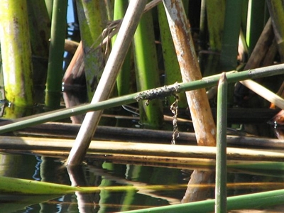 Horse Stable Pond Egg Mass